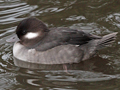 Bufflehead
